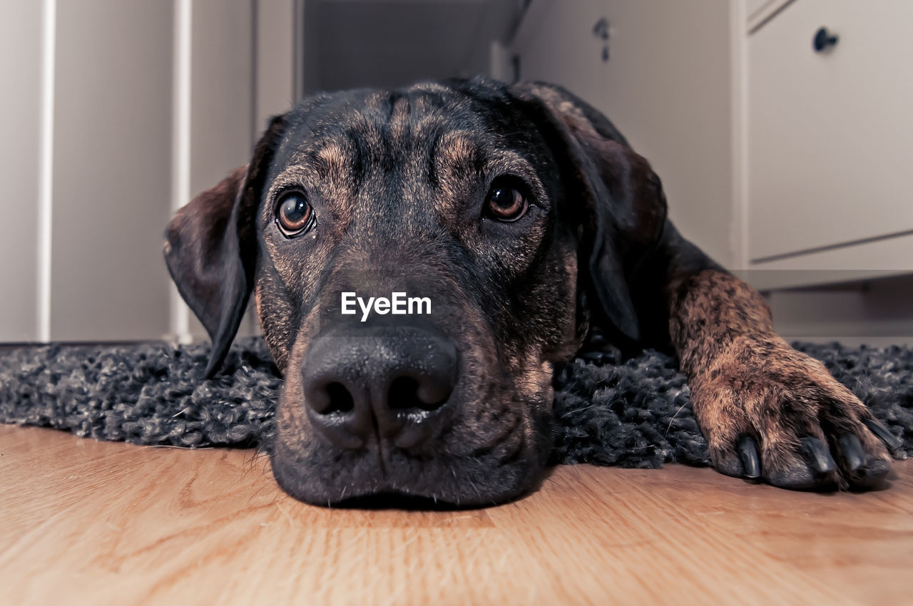 CLOSE-UP PORTRAIT OF BLACK LABRADOR RETRIEVER AT HOME