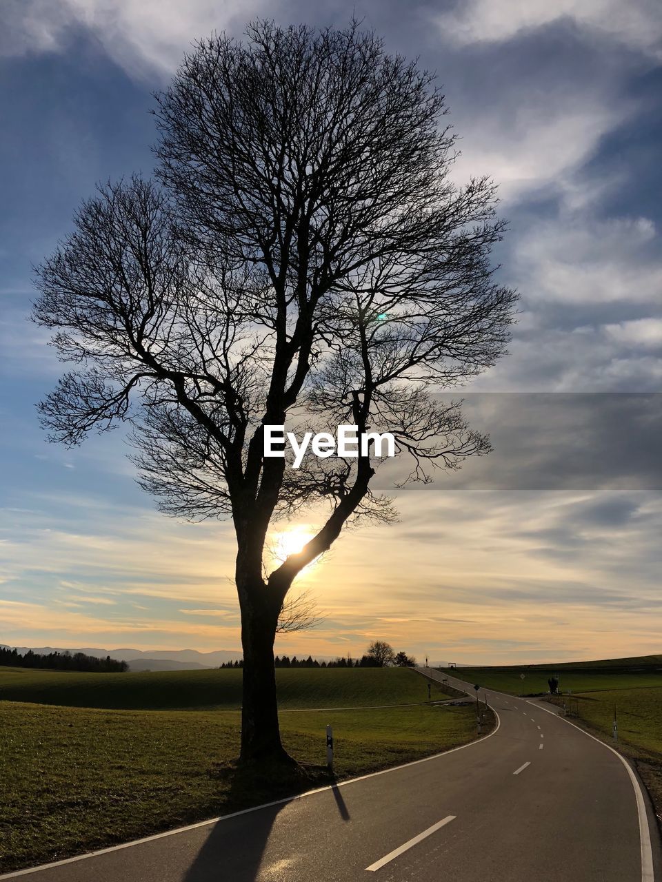 Tree by road against sky