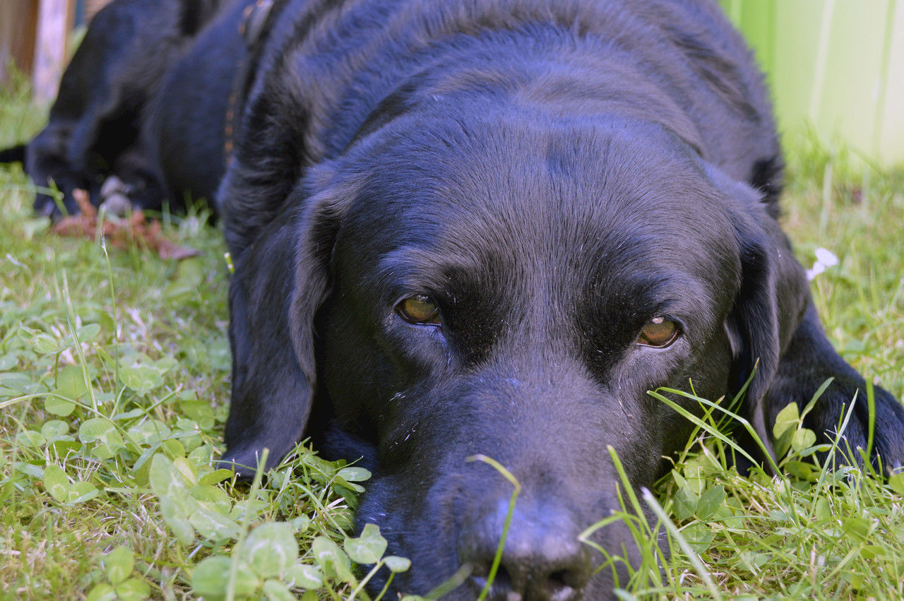 Close-up portrait of black dog lying on grasses
