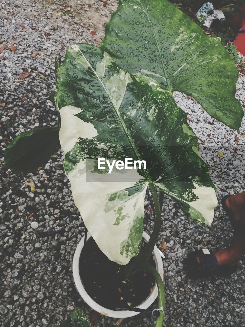 HIGH ANGLE VIEW OF ICE CREAM CONE ON PLANT