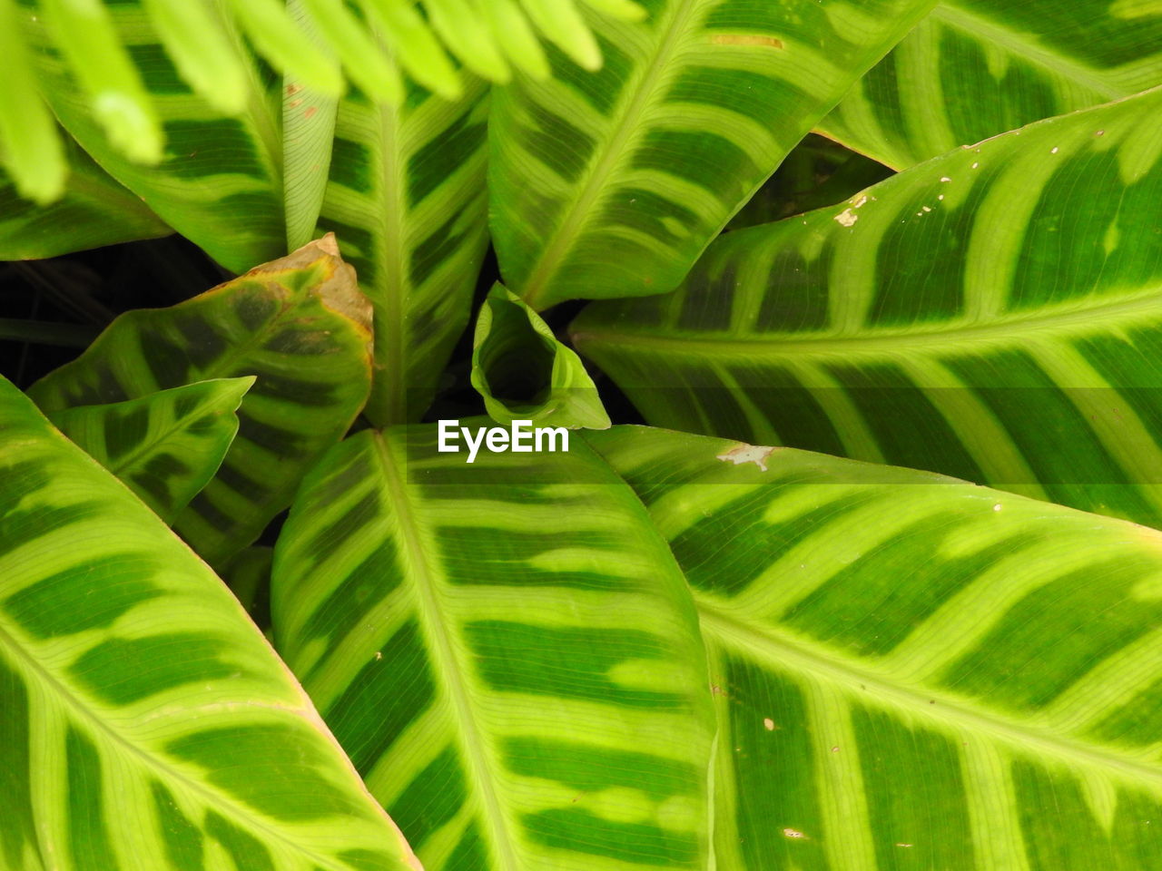 FULL FRAME SHOT OF PLANTS