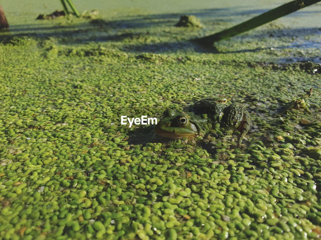 CLOSE-UP OF A TURTLE IN WATER