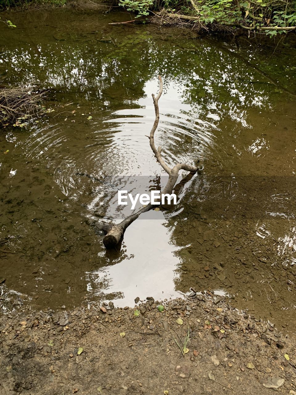 HIGH ANGLE VIEW OF A BIRD IN WATER