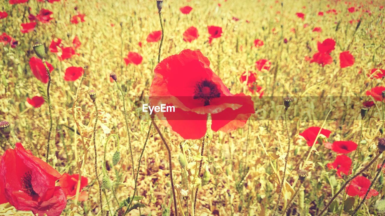 Close-up of red flower growing on field