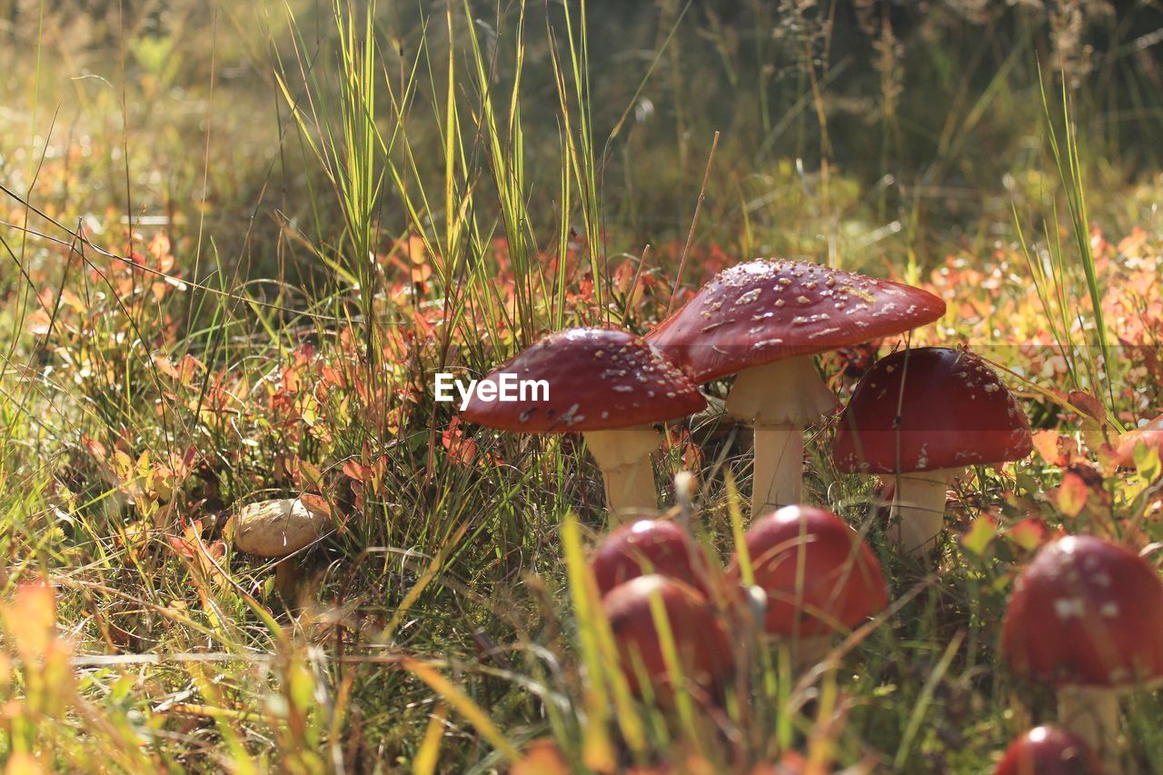 CLOSE-UP OF FLY AGARIC MUSHROOM