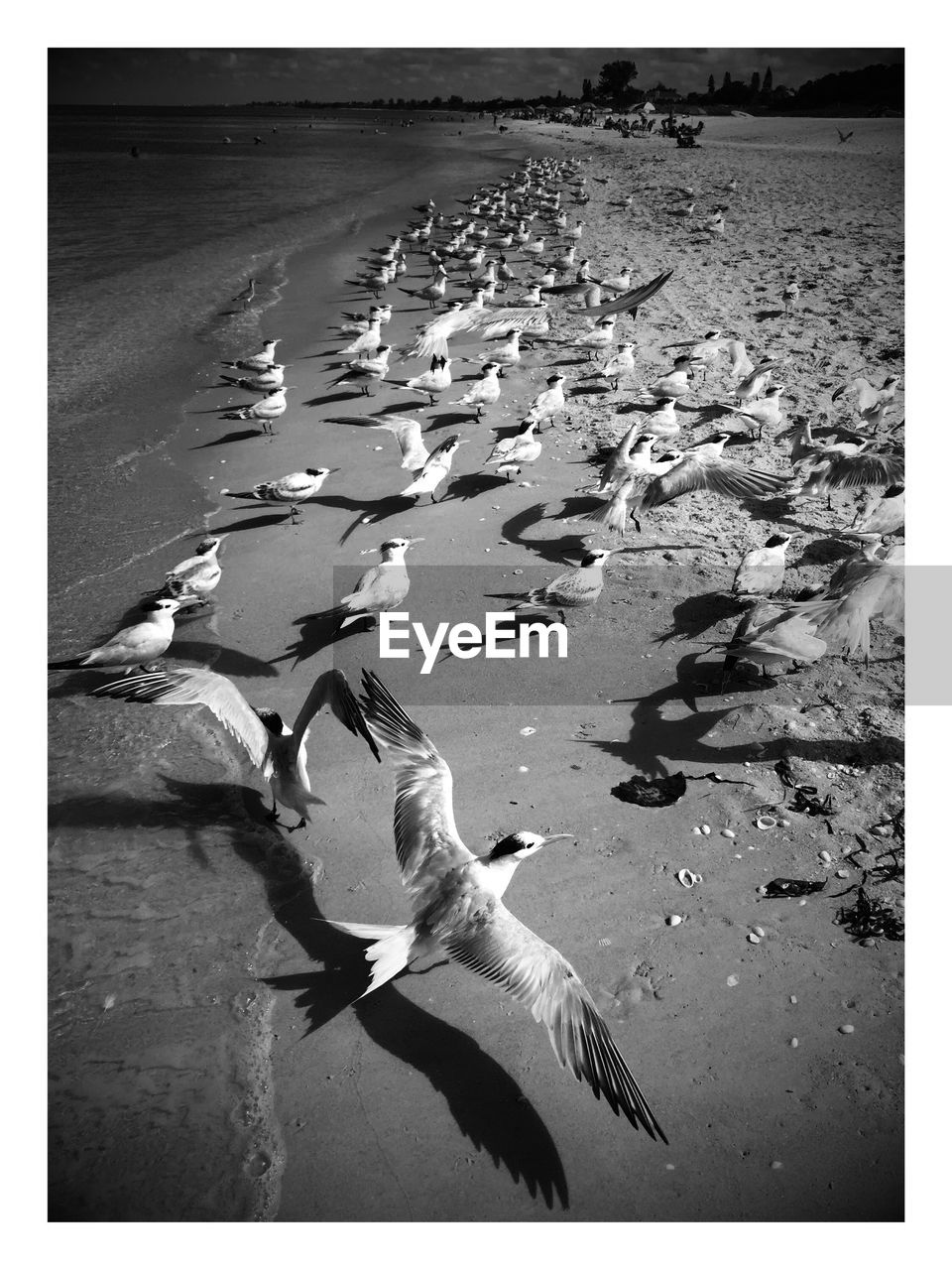 SEAGULLS ON BEACH