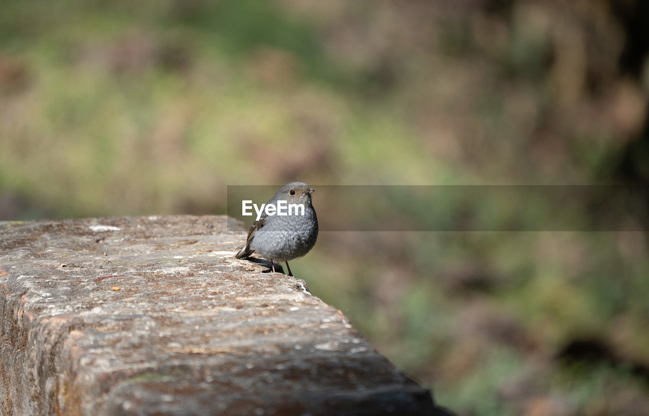 animal themes, animal wildlife, animal, wildlife, bird, nature, one animal, perching, close-up, no people, focus on foreground, selective focus, outdoors, rock, day, wood, full length, dove - bird, beak