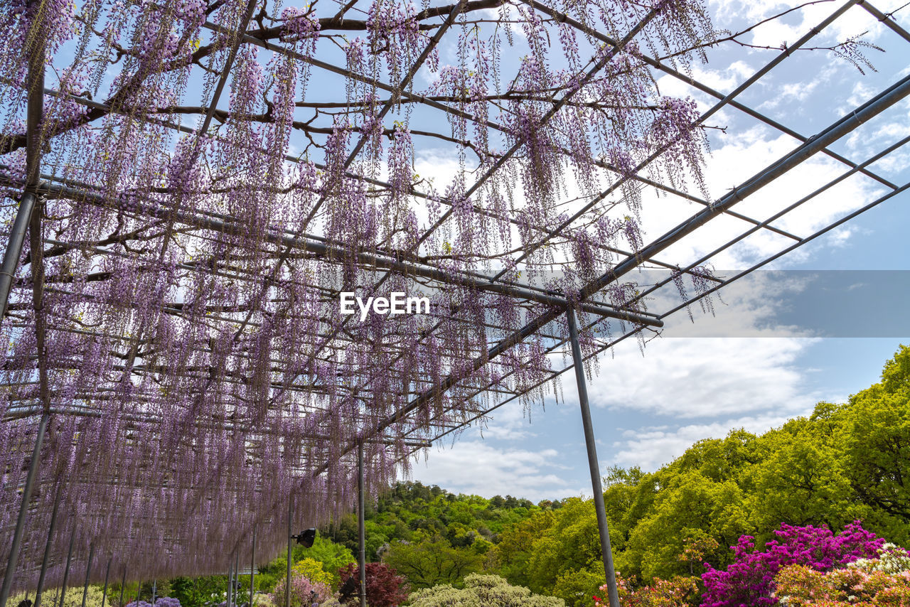 Purple giant miracle wisteria blossom trellis. ashikaga flower park, tochigi prefecture, japan
