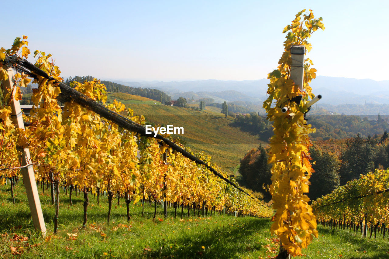 PANORAMIC VIEW OF VINEYARD AGAINST SKY