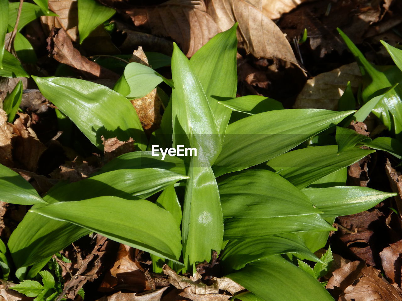 CLOSE-UP VIEW OF FRESH GREEN PLANT