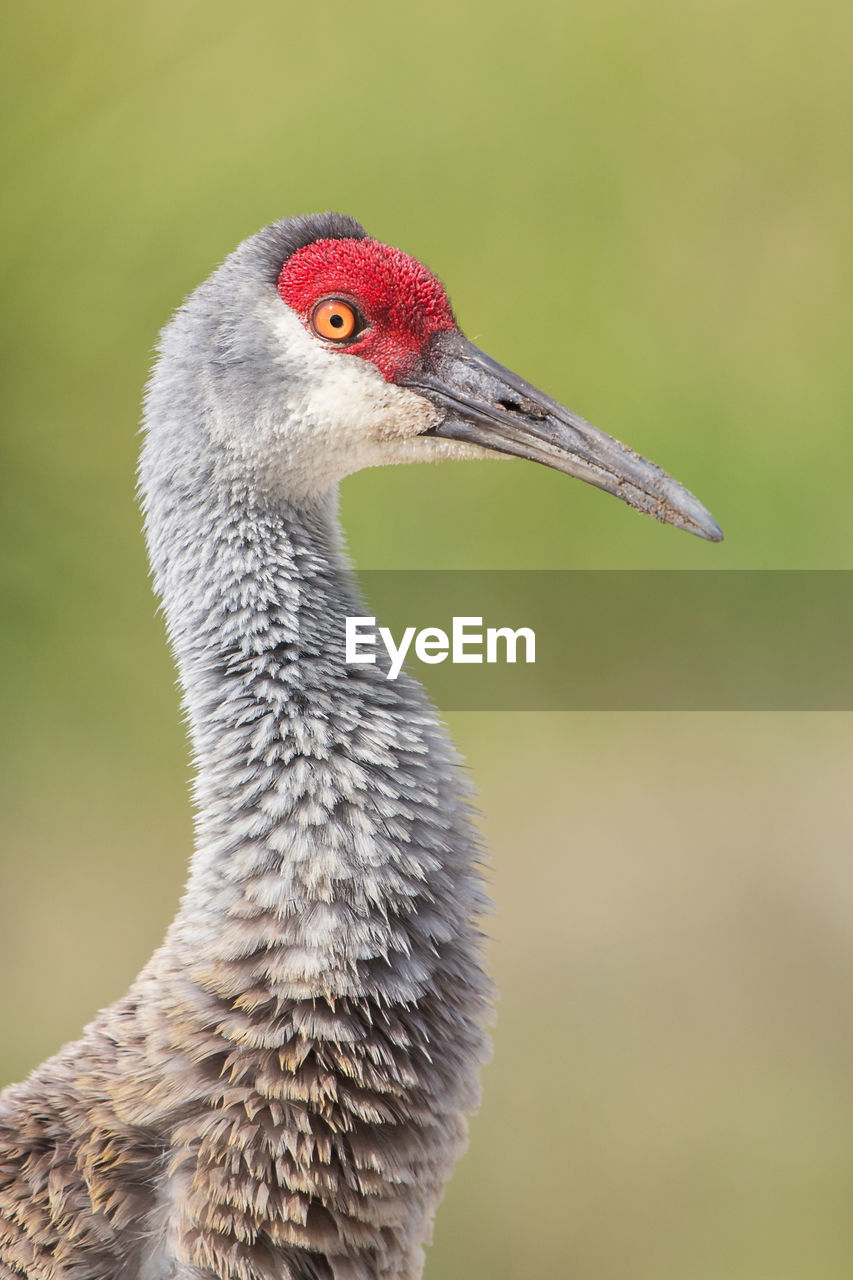 Close-up of bird on field