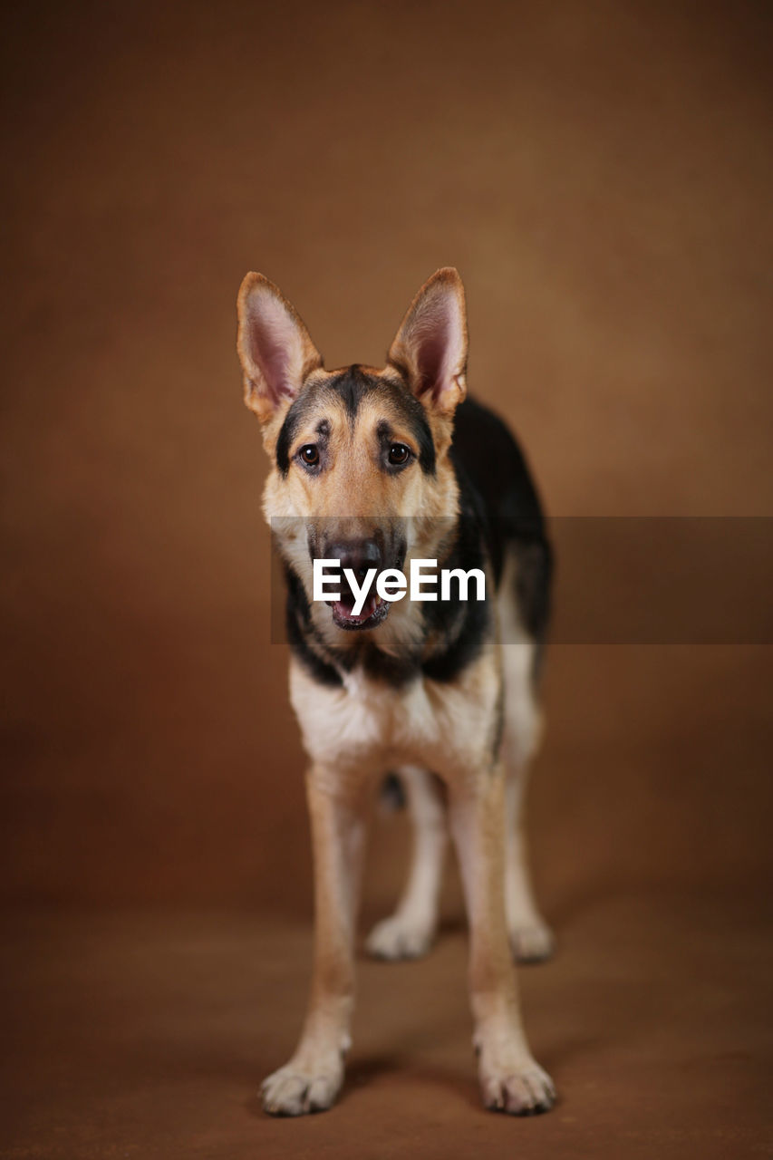 PORTRAIT OF DOG ON FLOOR