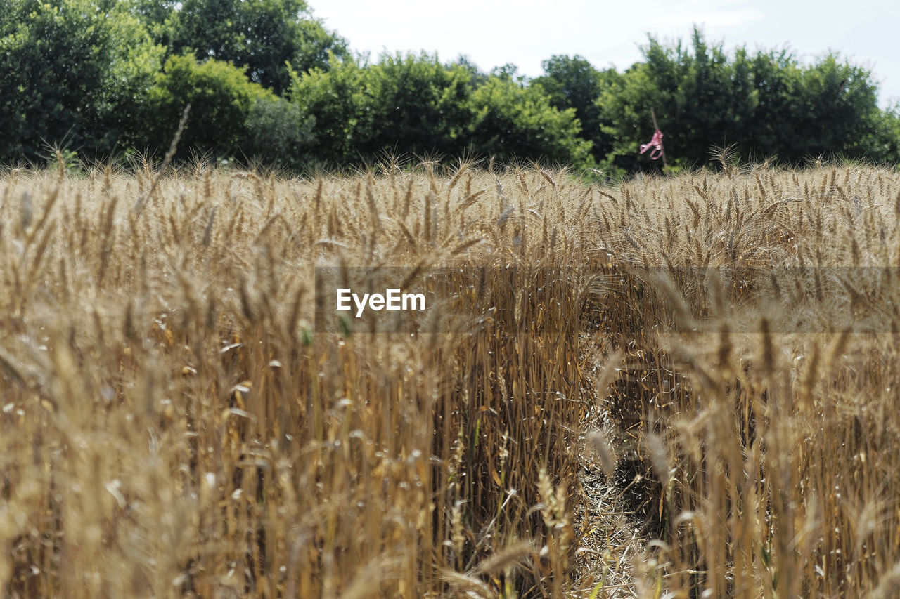 WHEAT FIELD