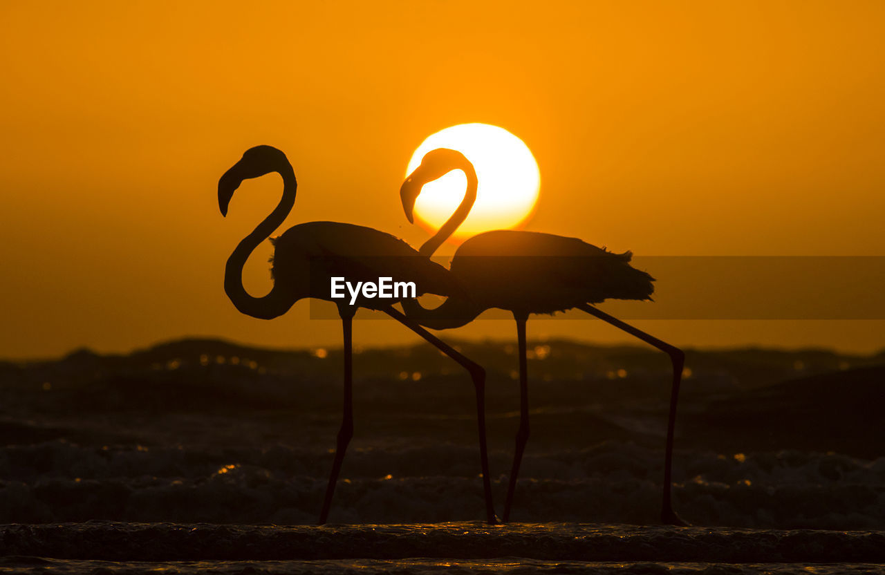 Silhouette flamingoes against sky during sunset