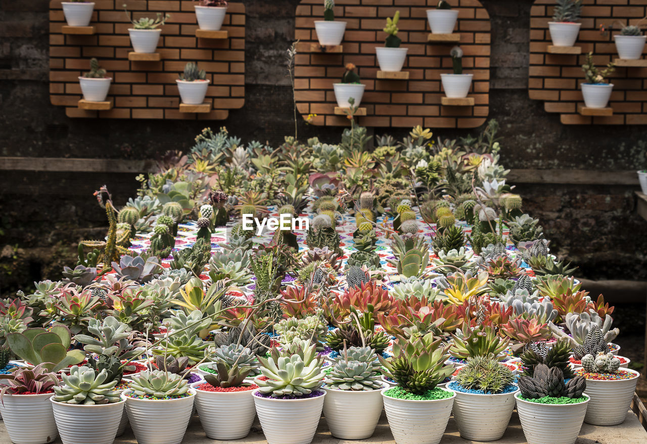 Potted plants at market stall