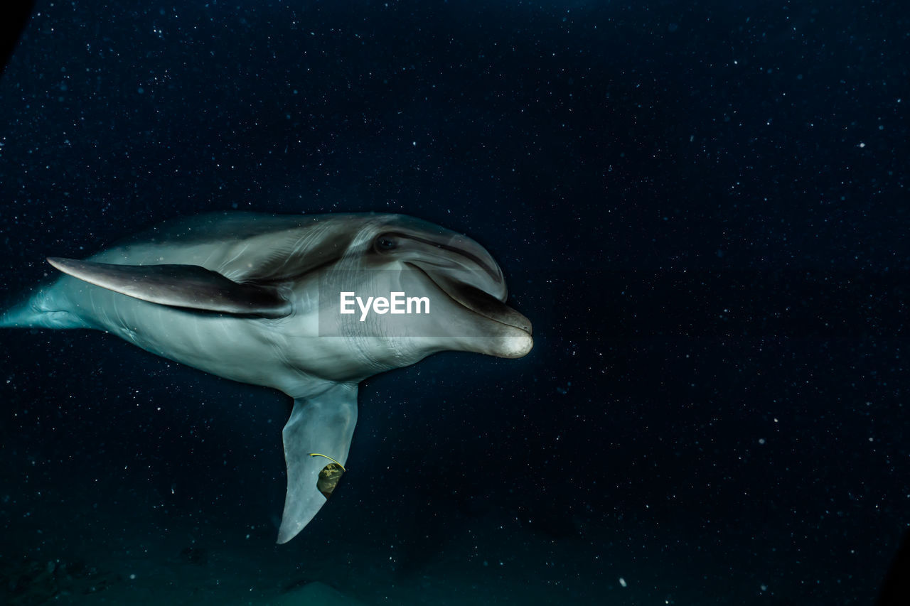 Dolphin swimming undersea