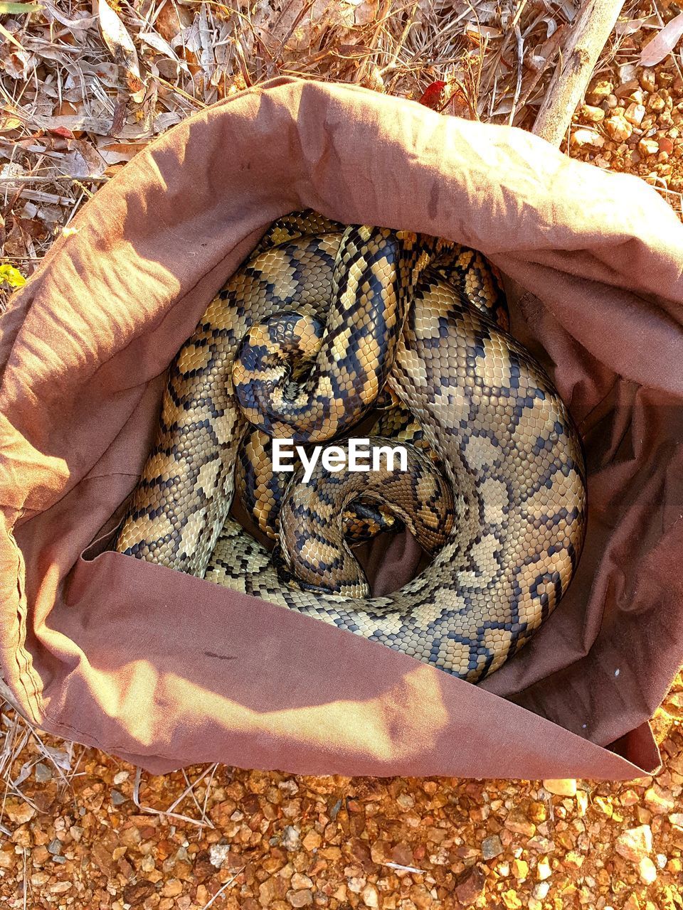 Carpet python rescued 