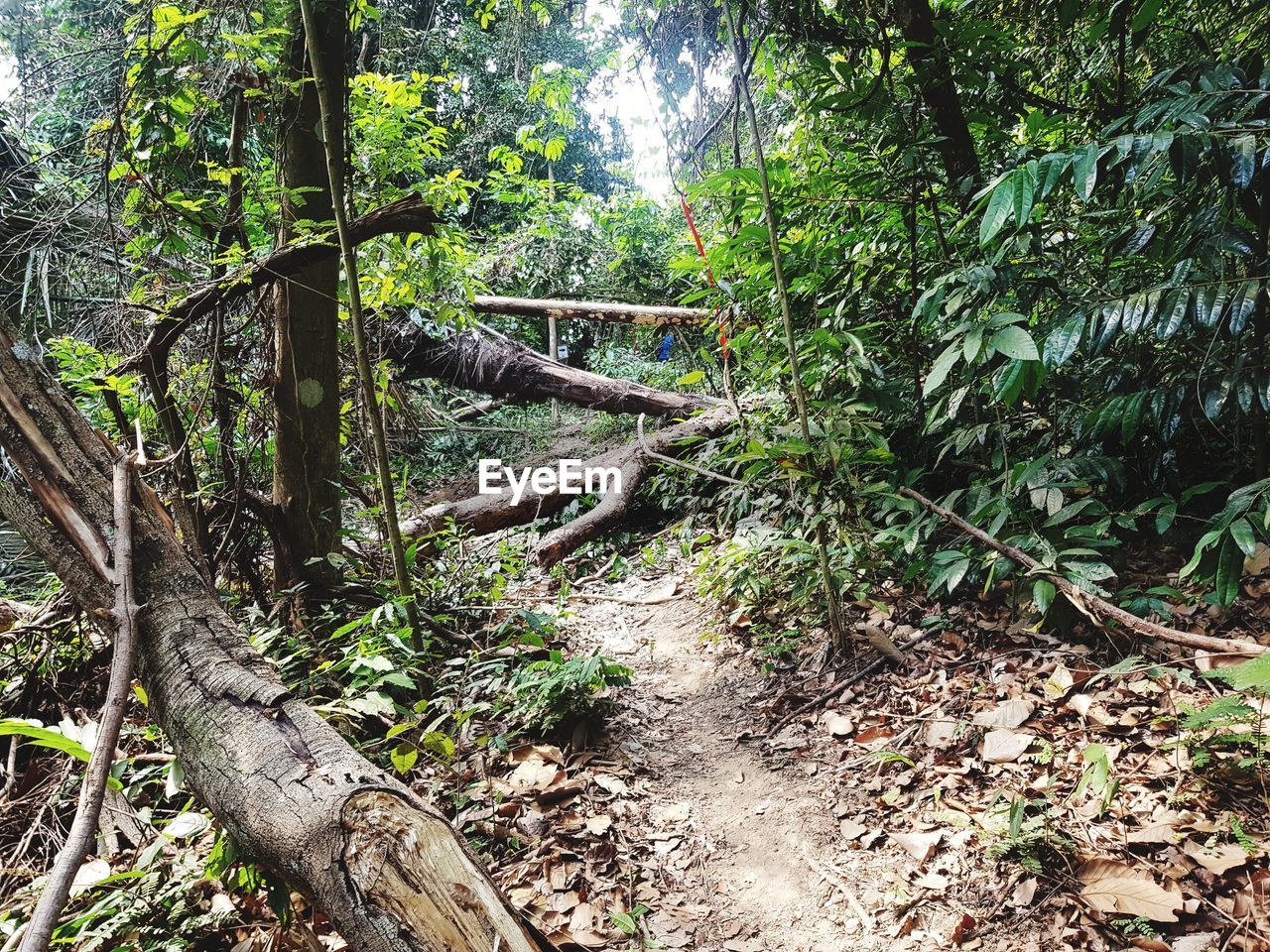 PLANTS GROWING ON TREE TRUNKS IN FOREST