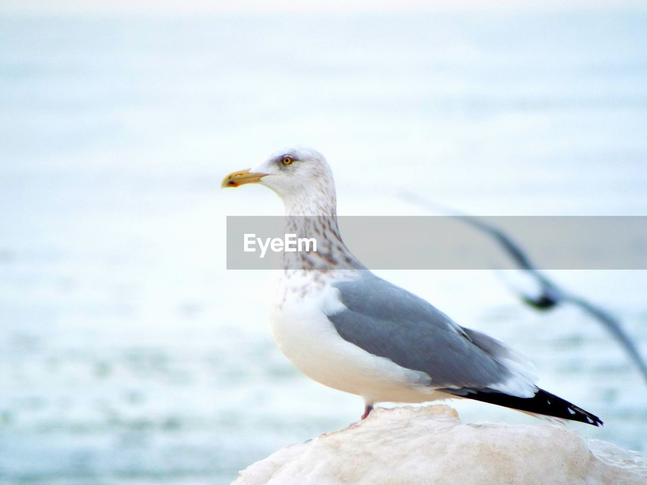 CLOSE-UP OF SEAGULL PERCHING ON SEA