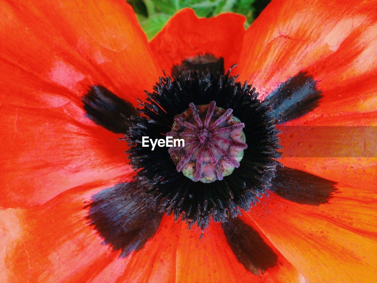 Close-up of orange poppy blooming on field