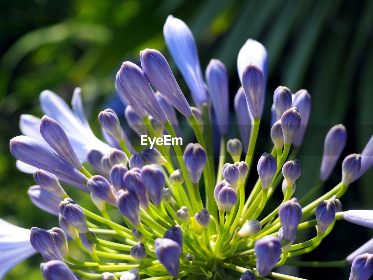 Close-up of agapanthus buds outdoors