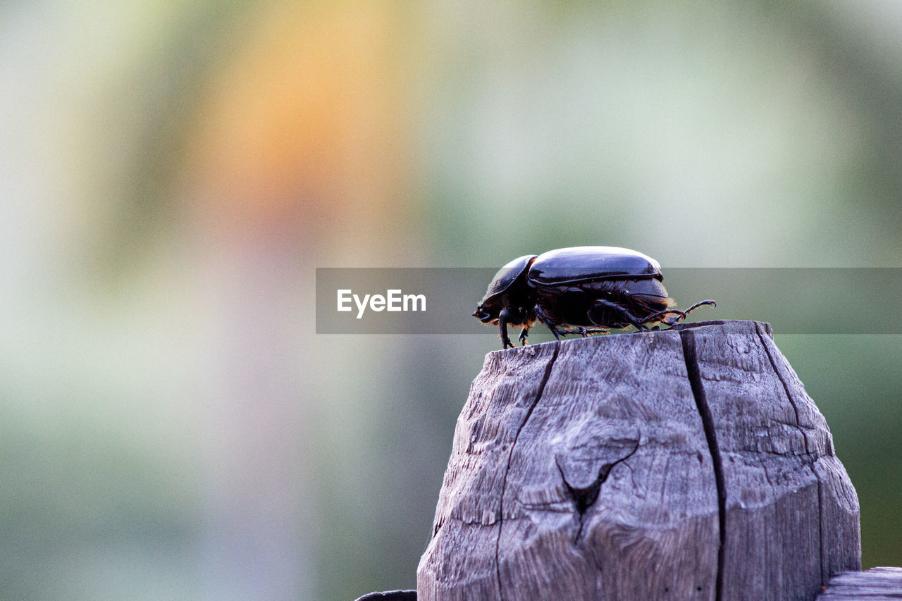 CLOSE-UP OF A BIRD PERCHING ON A WOOD