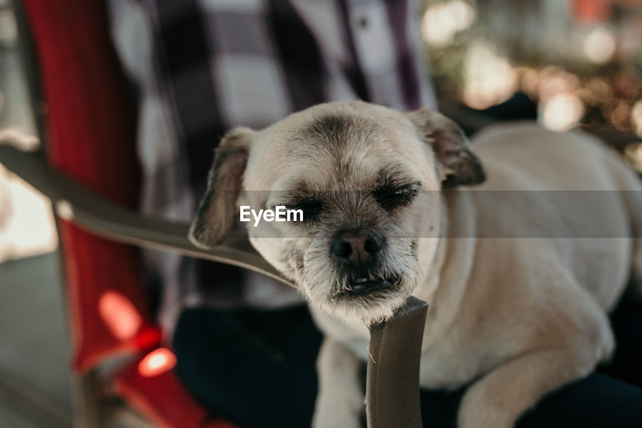 Close-up of dog relaxing on chair
