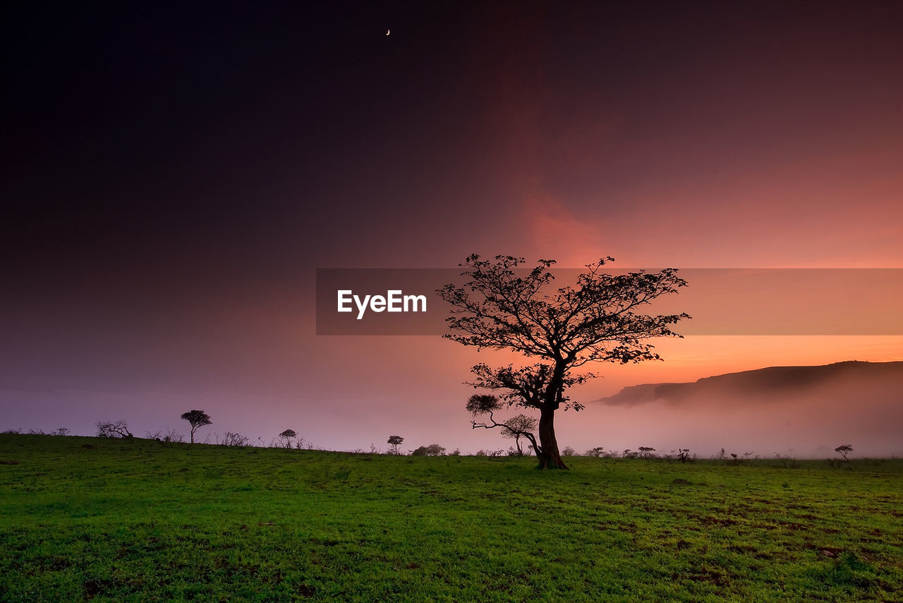 Tree on field against sky during sunset