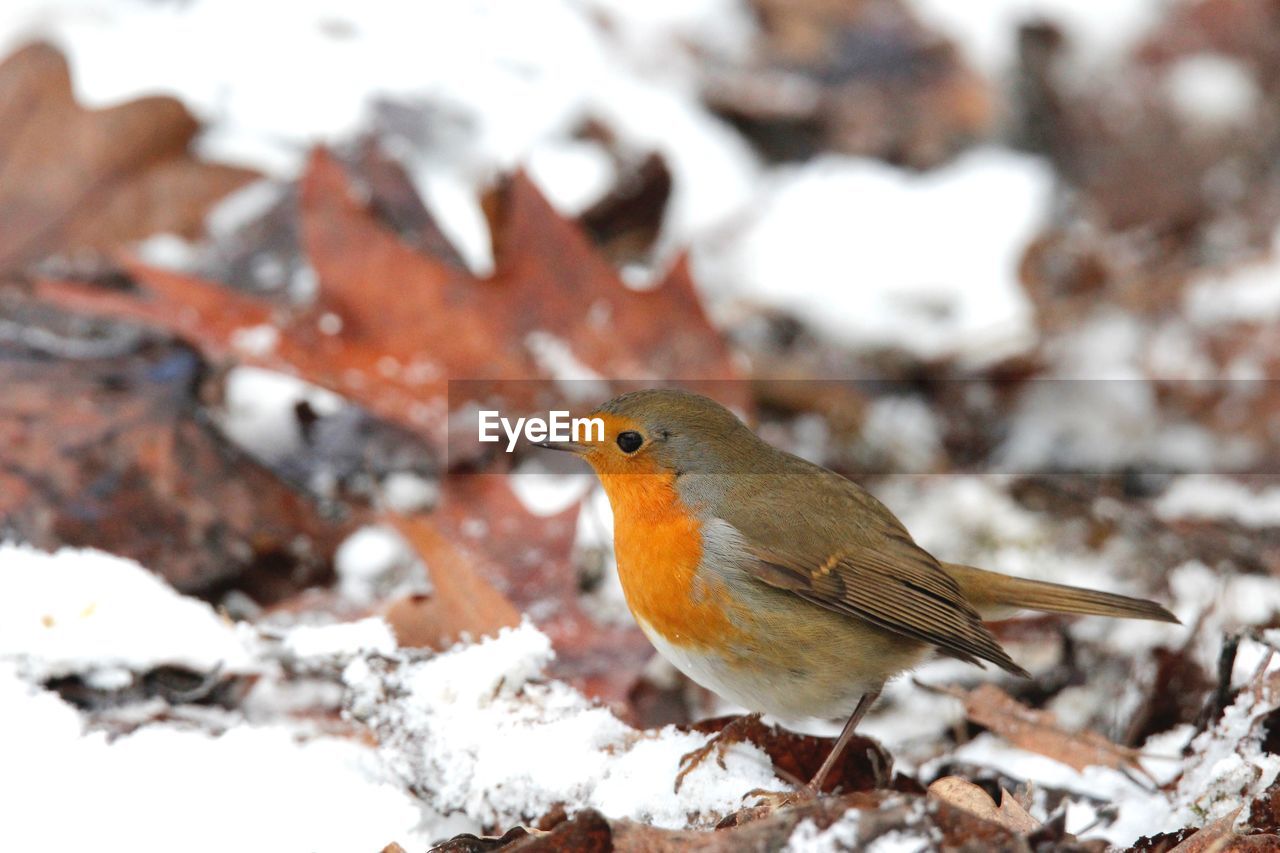 Close-up of robin in snow