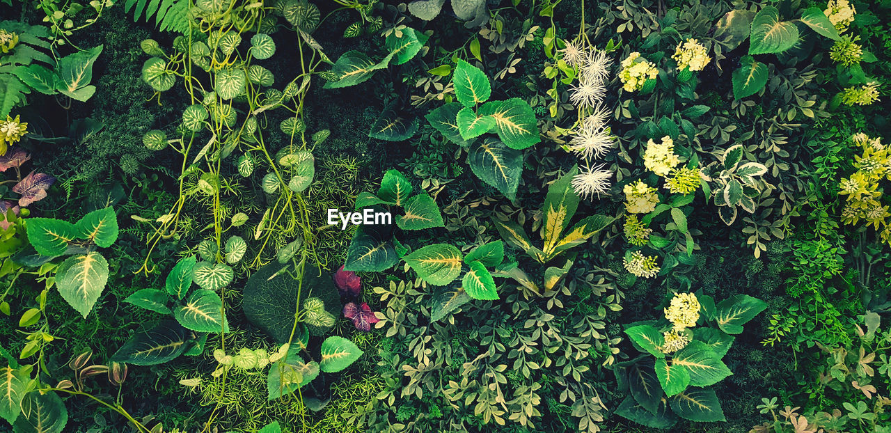 High angle view of flowers growing on field