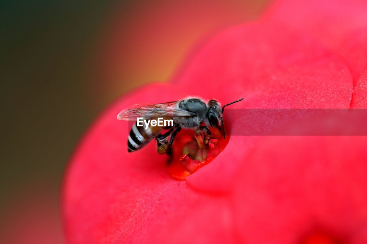Close-up of insect pollinating on red flower