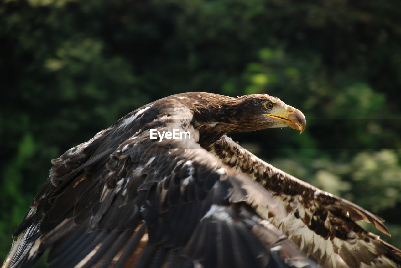 Close-up of eagle against blurred background