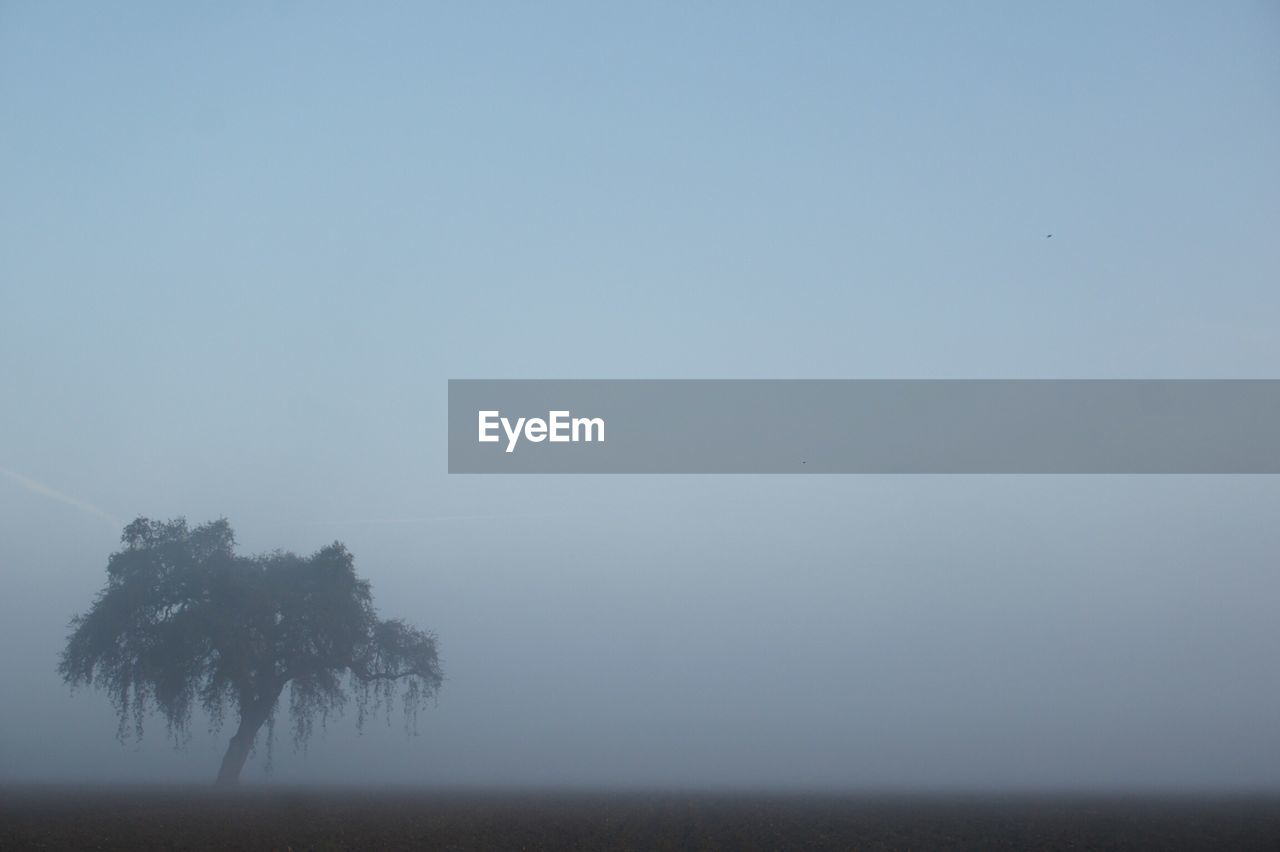 View of tree on landscape during fog