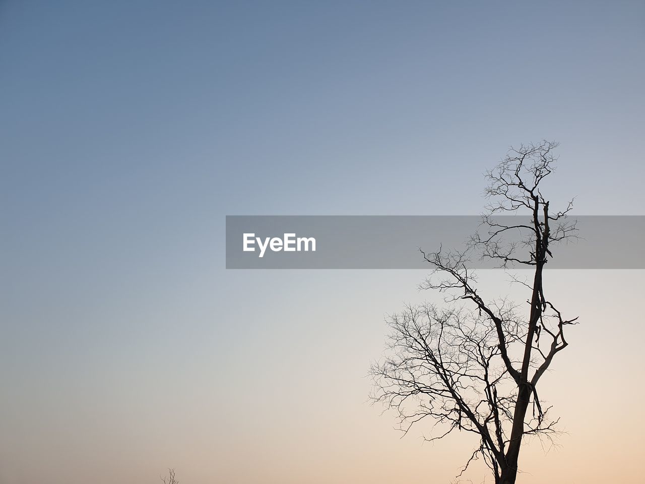 LOW ANGLE VIEW OF BARE TREE AGAINST SKY