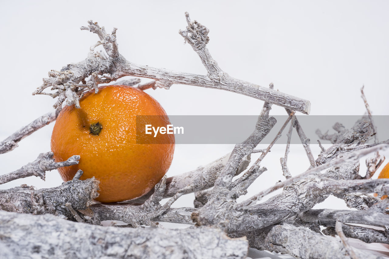 CLOSE-UP OF ORANGE FRUIT TREE