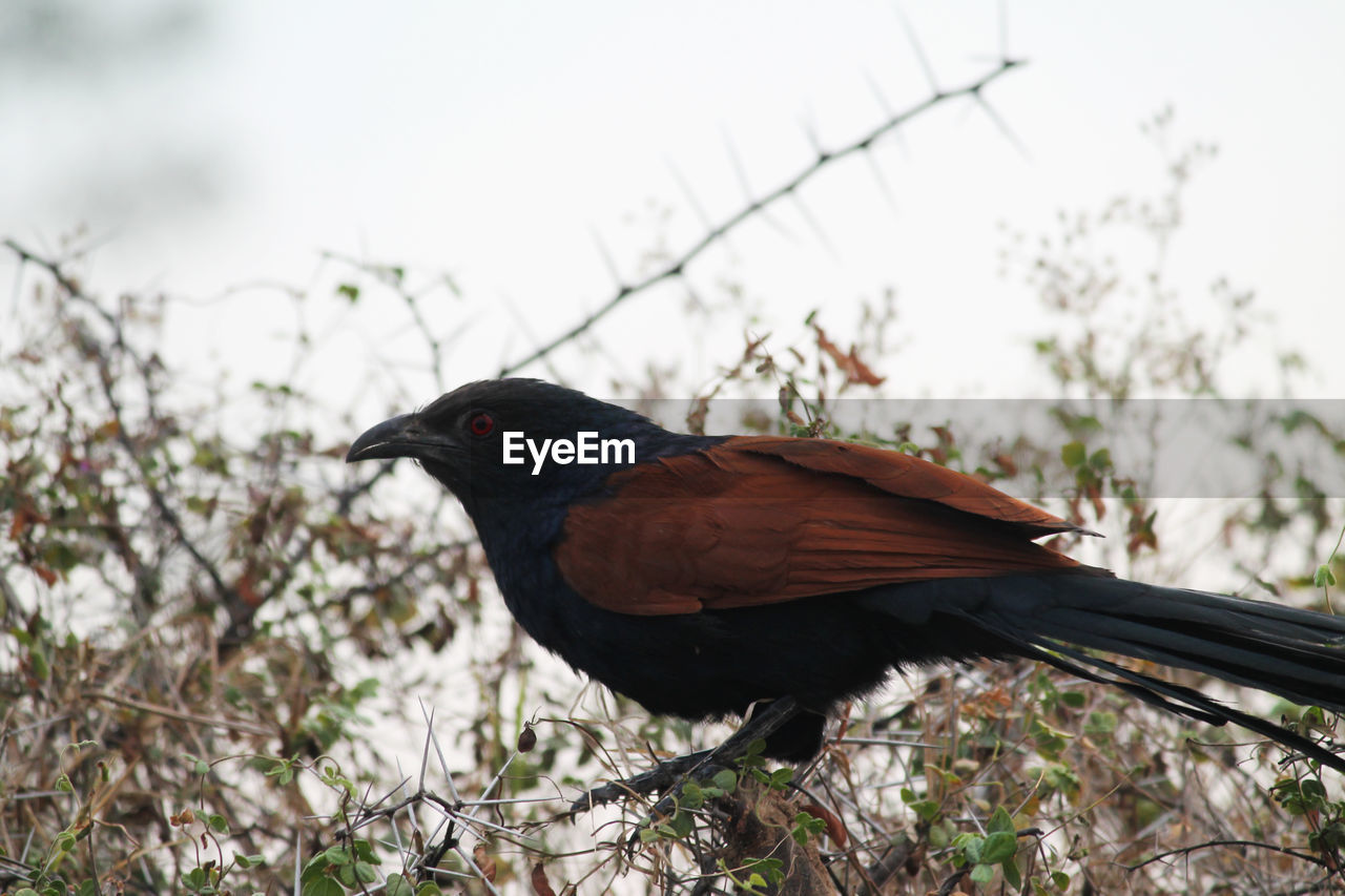 Close-up of bird perching on branch