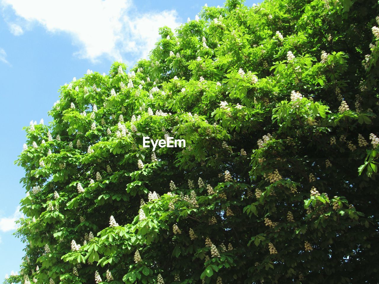 LOW ANGLE VIEW OF TREES AGAINST SKY