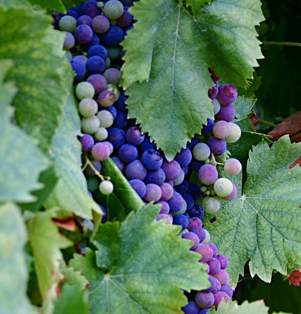 CLOSE-UP OF GRAPES HANGING FROM VINEYARD