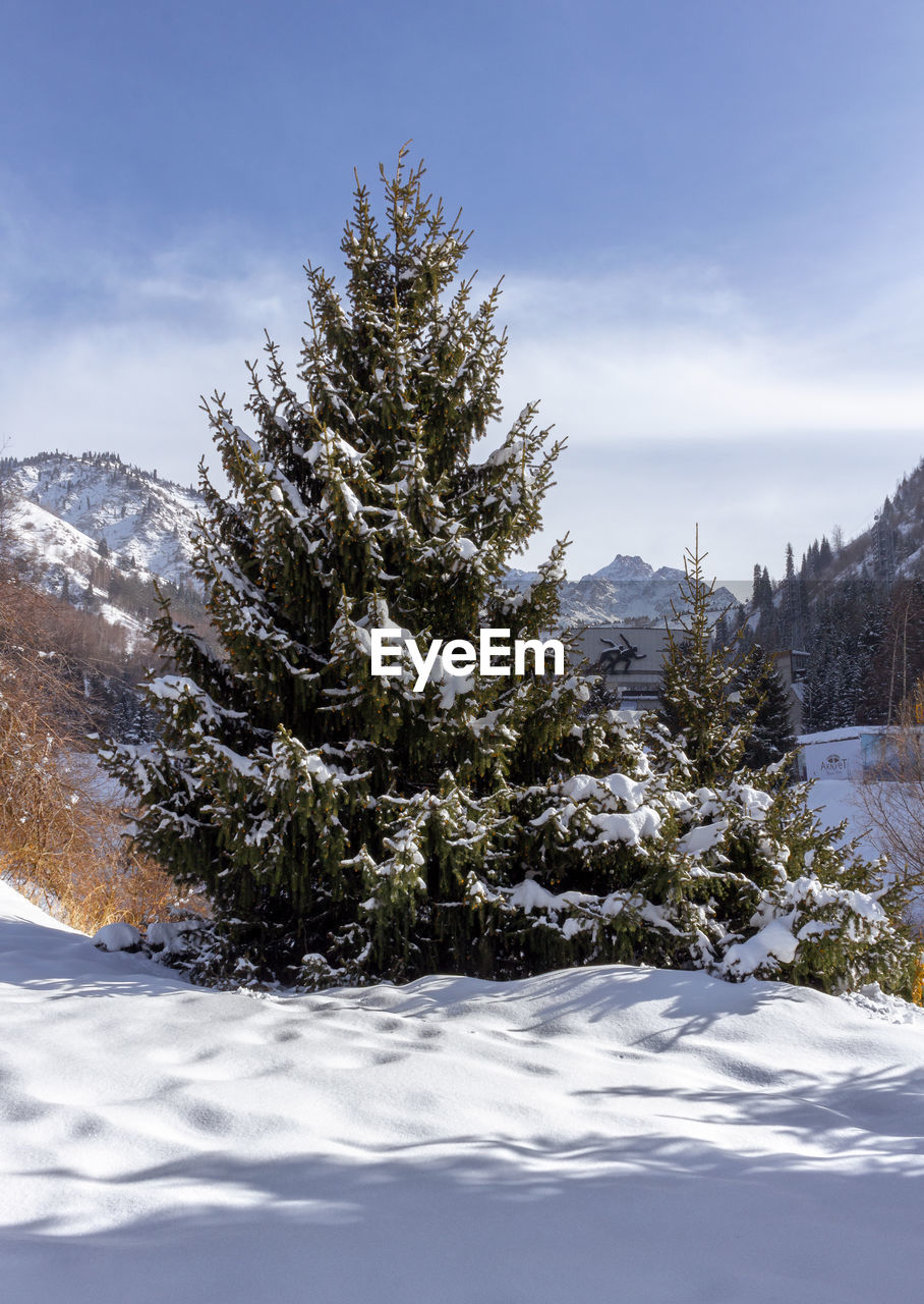 Pine trees on snow covered land against sky