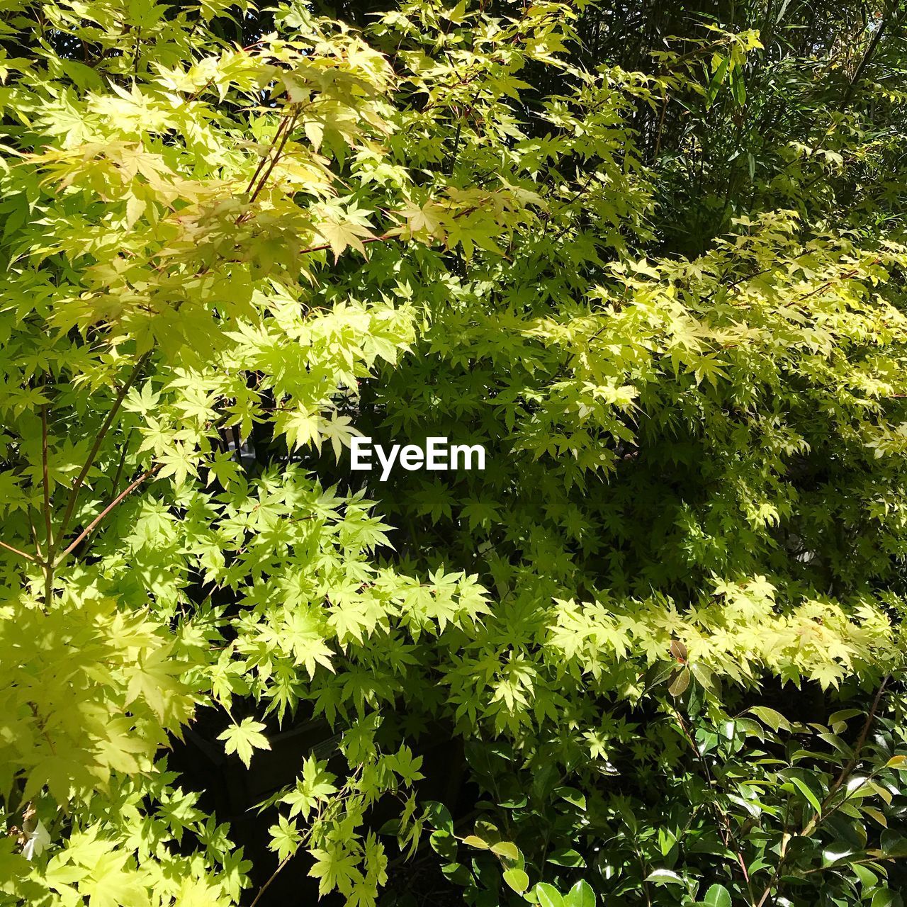 HIGH ANGLE VIEW OF PLANT GROWING ON LAND