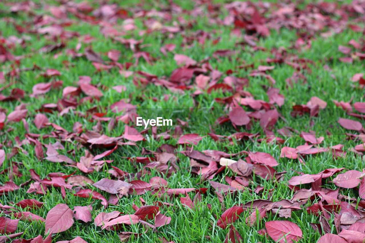 CLOSE-UP OF LEAVES ON FIELD