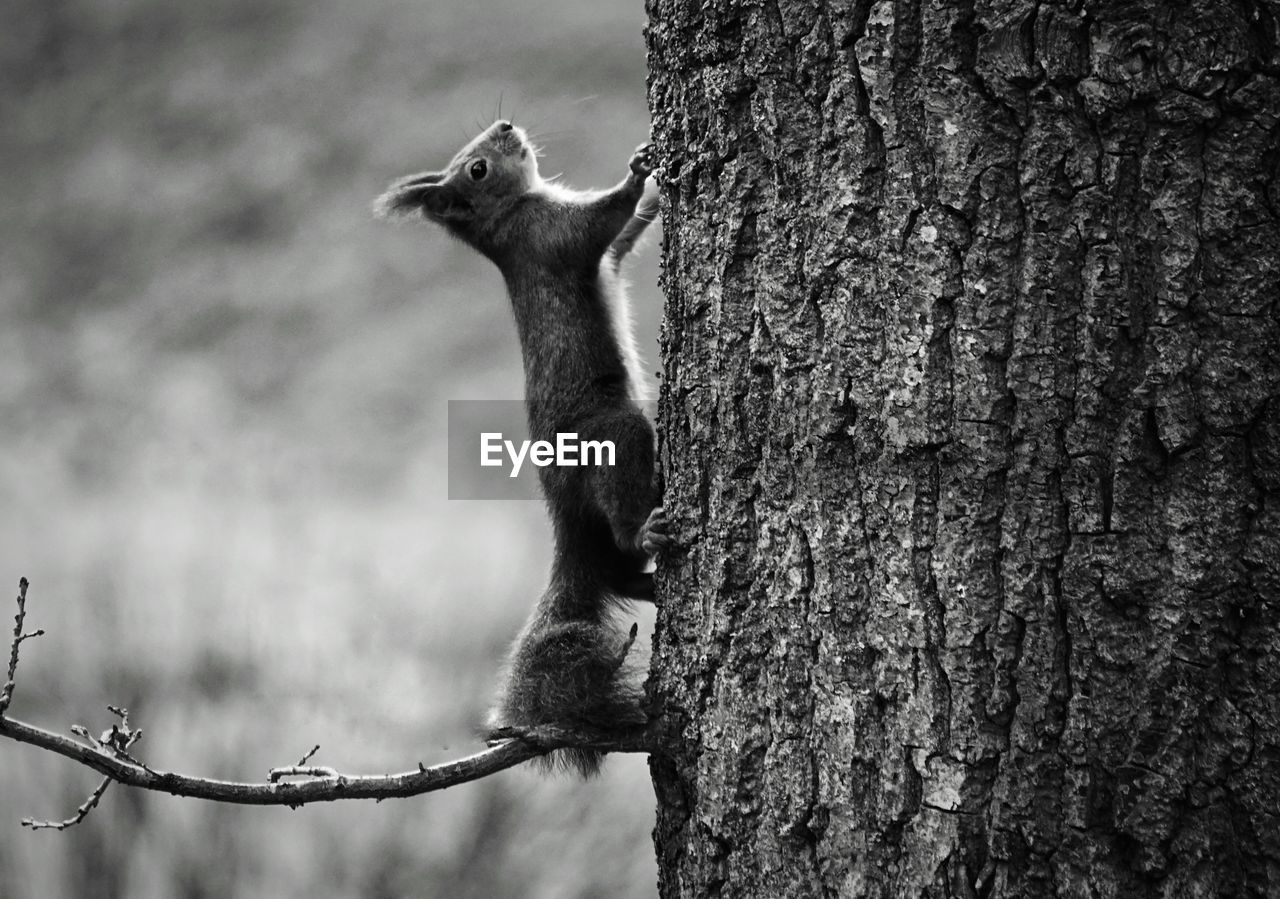 Side view of squirrel climbing on tree trunk