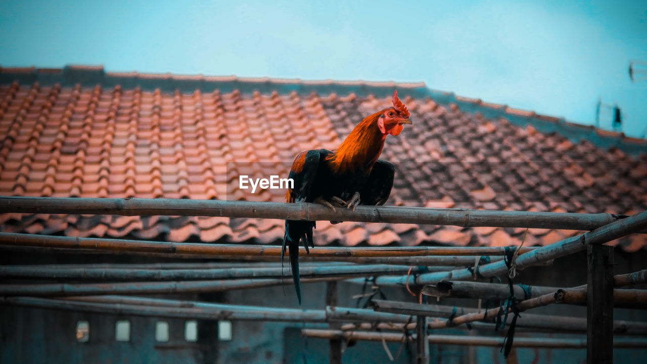 PIGEONS PERCHING ON A FENCE