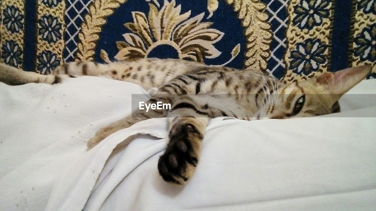 CLOSE-UP OF CATS SLEEPING ON BED