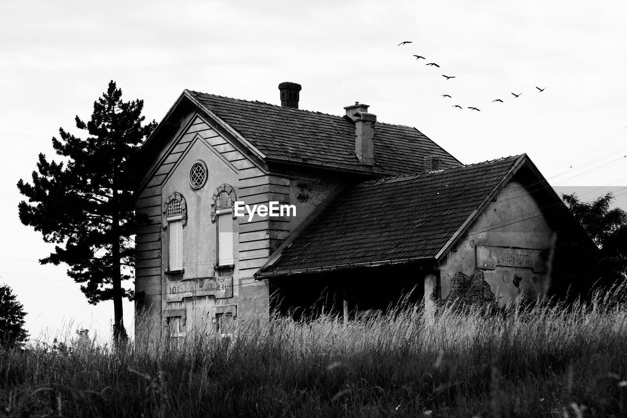 Birds flying over a building