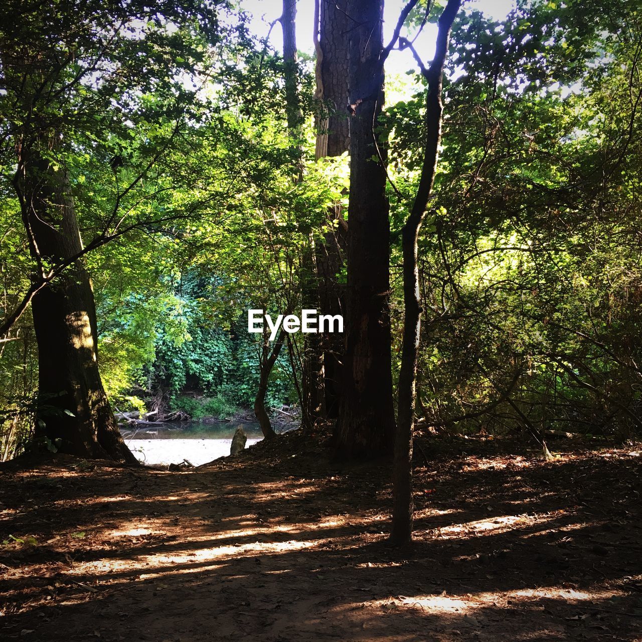 TREES ON LANDSCAPE