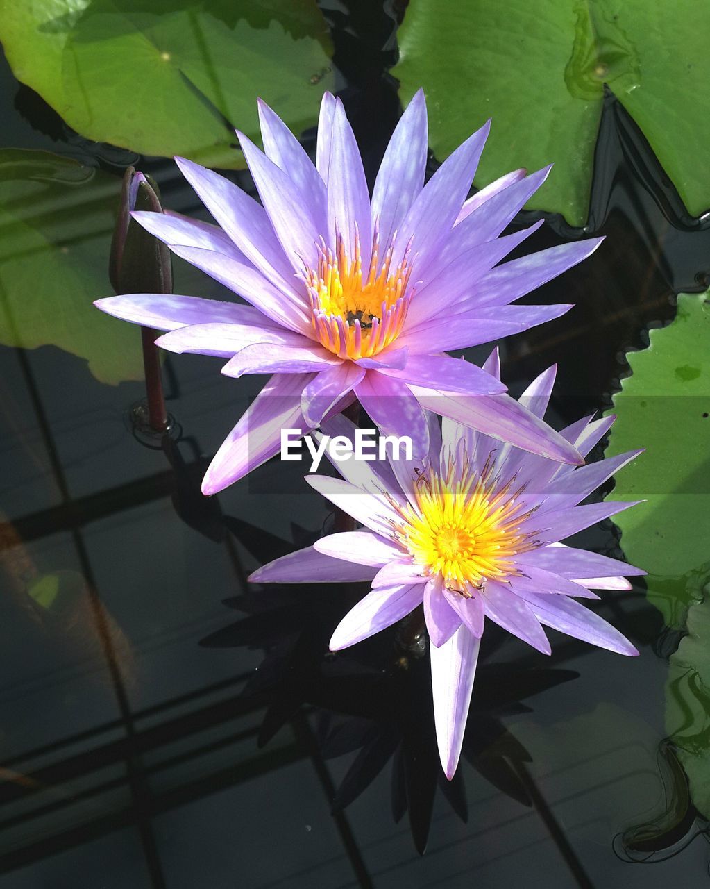 CLOSE-UP OF LOTUS WATER LILY BLOOMING IN POND
