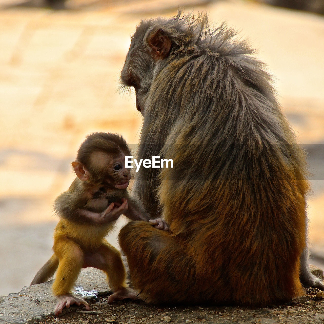 Close-up of monkey family sitting on rock