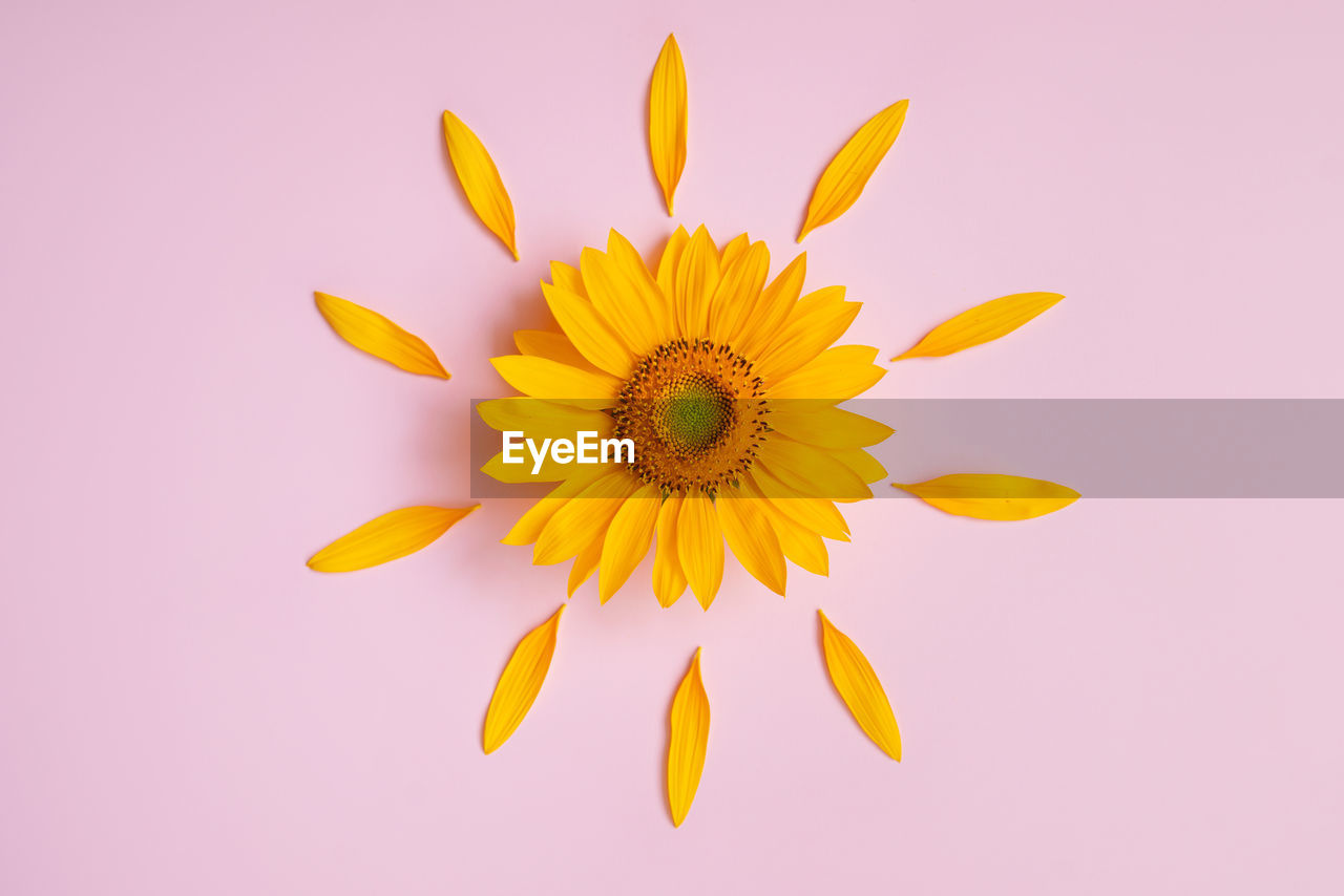 CLOSE-UP OF YELLOW FLOWERING PLANT