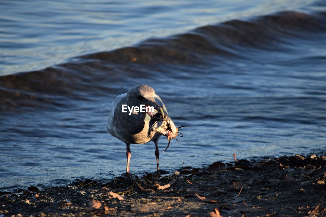 BIRD PERCHING ON A ROCK